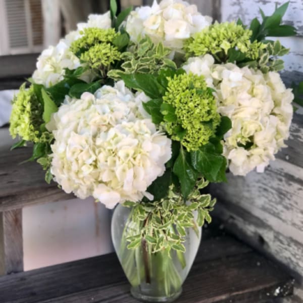 Who doesn't like Hydrangea?