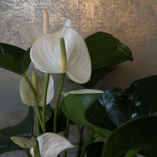 White anthurium plant with tall spadices and dark green leaves against a textured gold background