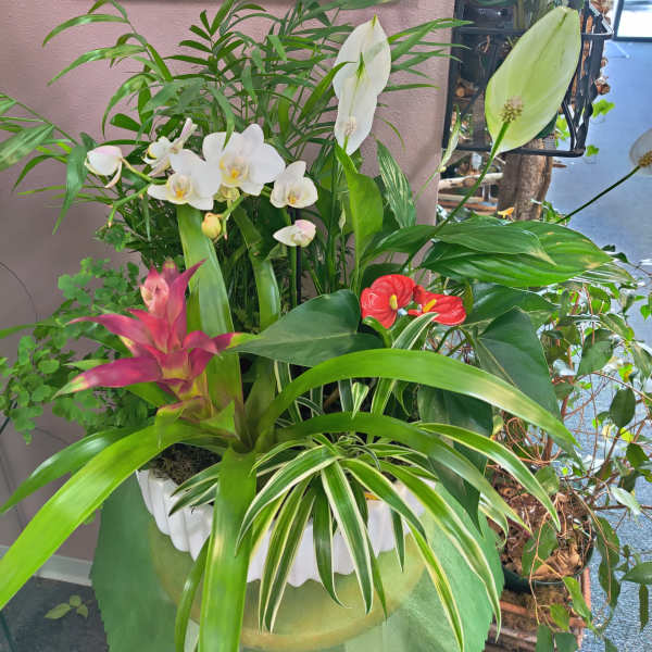Tropical plant arrangement with white orchids and red anthuriums in a white container