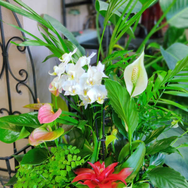 Tropical plant arrangement with white orchids, pink anthuriums, and a red bromeliad in a teal pot