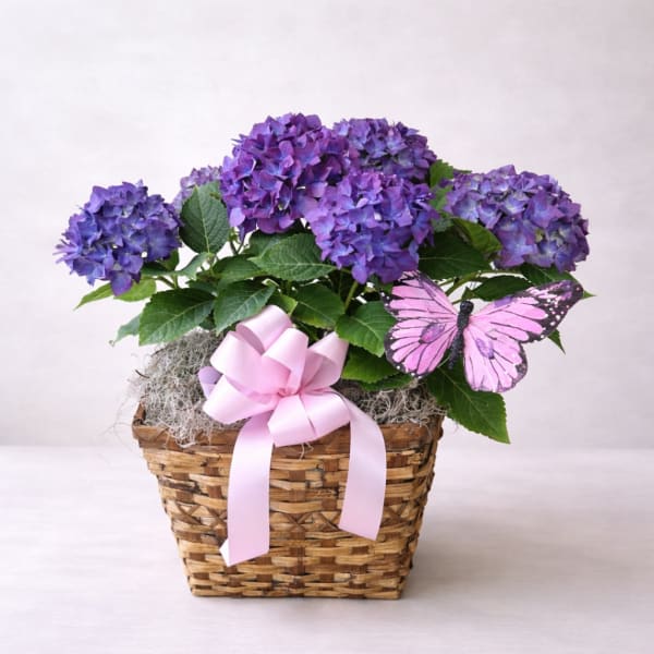 Purple Hydrangea Charm