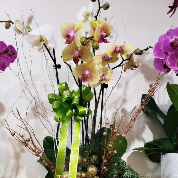 Xmas Orchid 4
