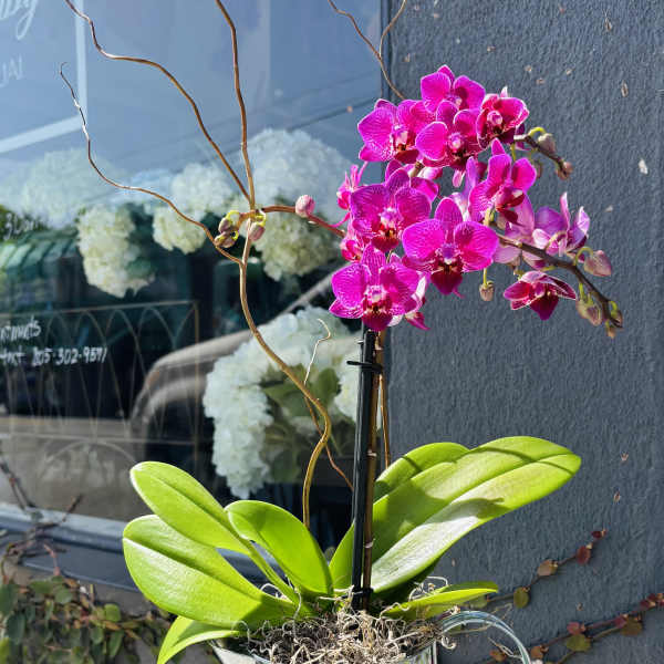 Mini orchid