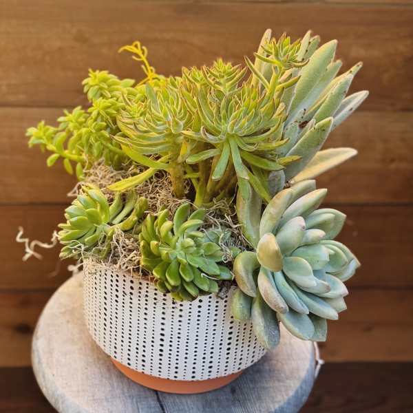 Simply succulents