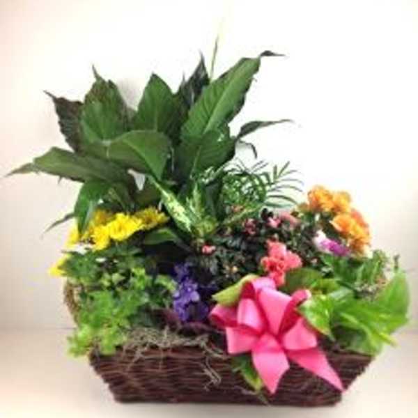 European Dish Garden