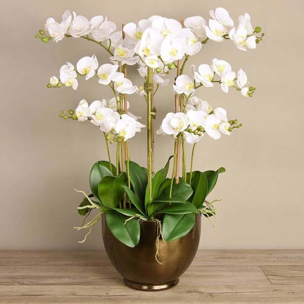 White gentle Orchids: A Gift of Elegance
