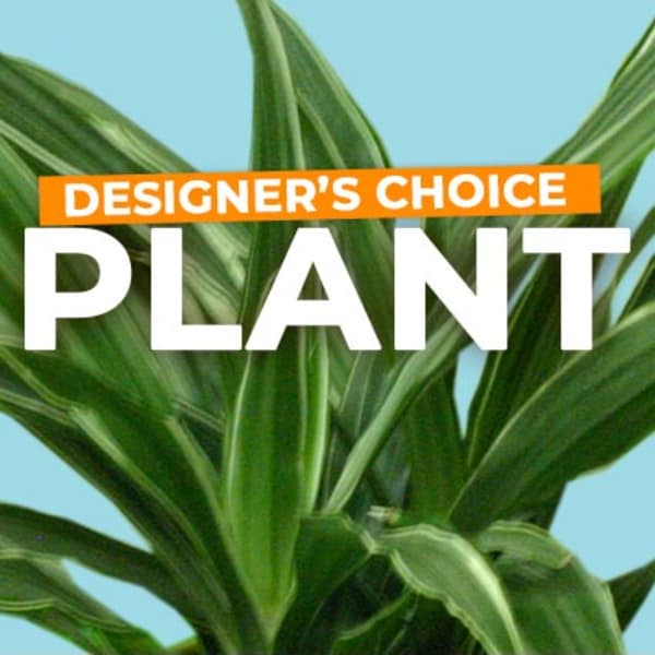 Green houseplant with Designer's Choice Plant text on blue background