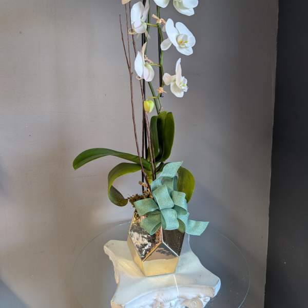 Tall white orchid plant in a gold geometric pot with a soft teal bow at the base.