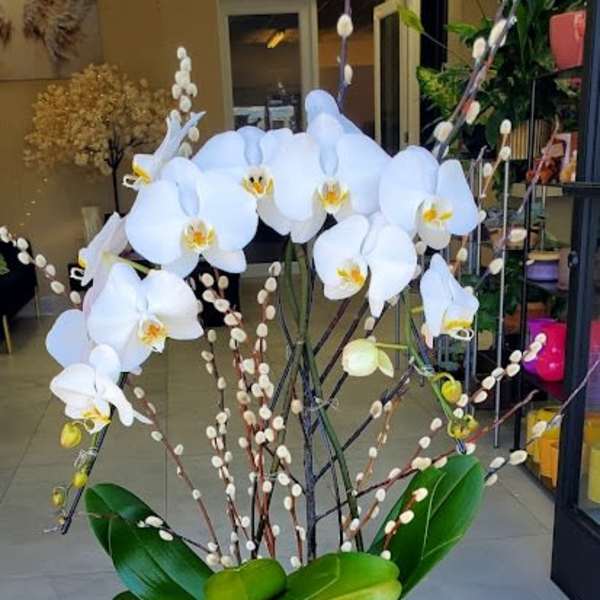 Tall white phalaenopsis orchid plant with pussy willow branches in a white bowl.