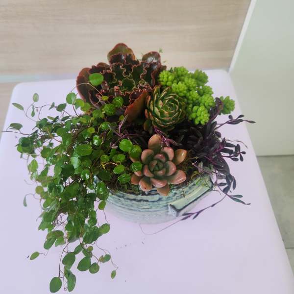 Succulent garden with trailing vines arranged in a round ceramic pot.