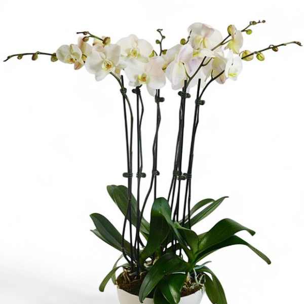 White orchid plant in a white pot