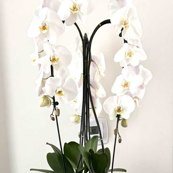 Elegant White Phalaenopsis Orchid Arrangement in Textured Ceramic Vase
