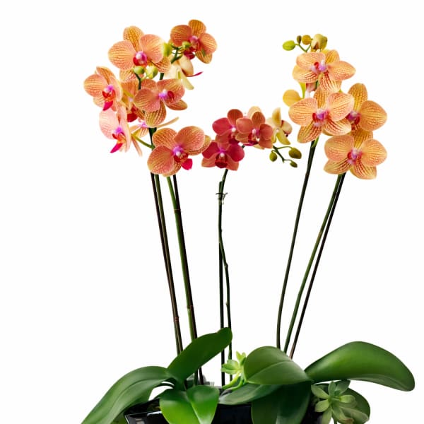 Potted orchid arrangement with orange and pink blooms in a black bowl planter