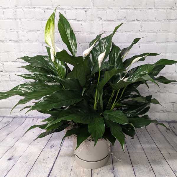 Small Peace Lily