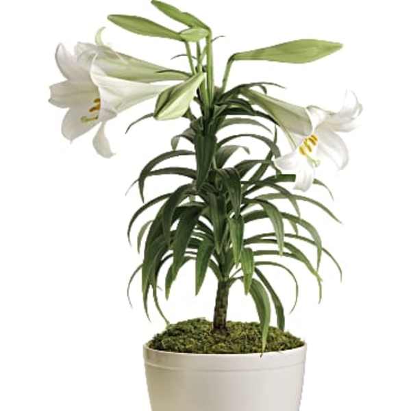 Potted white lily plant with trumpet-shaped blooms and buds in a white pot