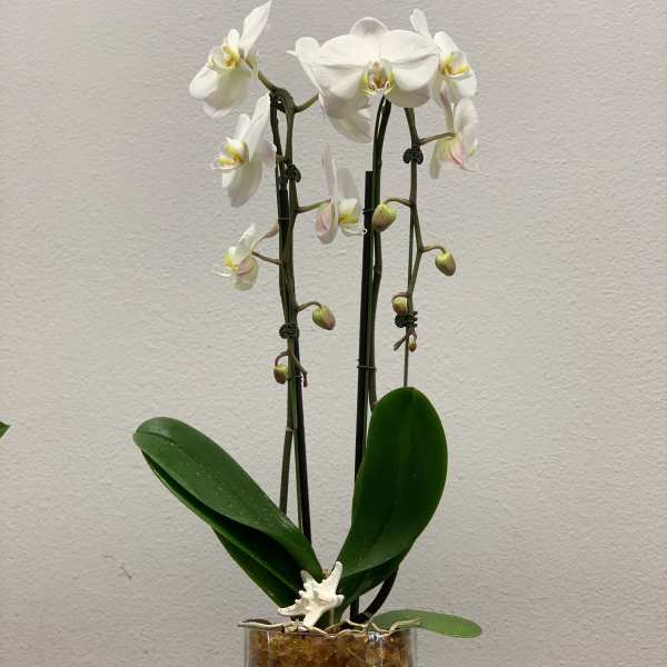 White orchid plant in a glass cylinder vase with decorative stones
