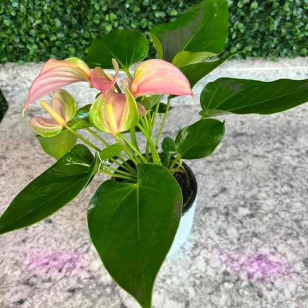 Potted plant with soft pink anthurium-style blooms and large glossy green leaves in a white container