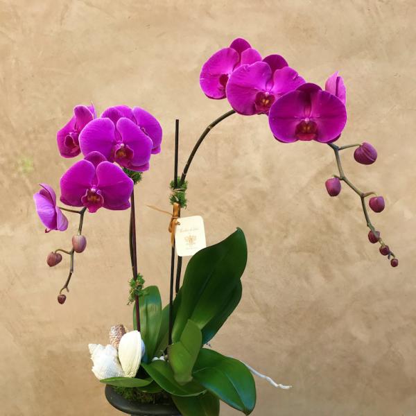 Purple orchid arrangement in a black pedestal vase