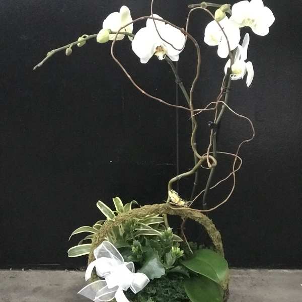 White orchids arranged in a basket with a white ribbon