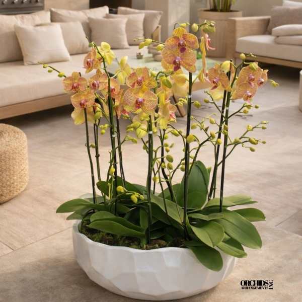 Yellow and pink phalaenopsis orchids planted in a low white ceramic bowl on a modern patio.