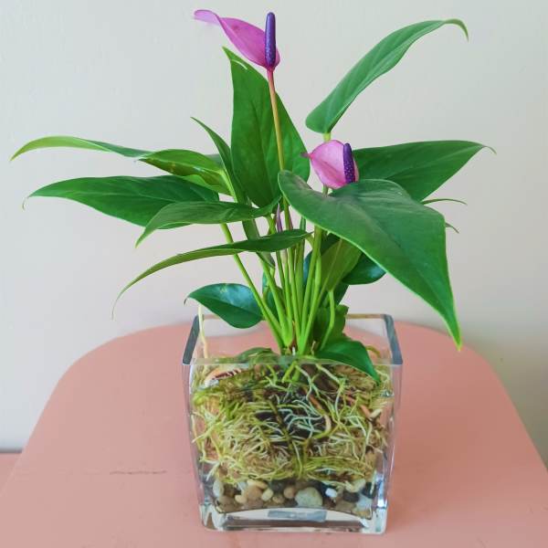 Potted anthurium plant with pink flowers in a clear glass container