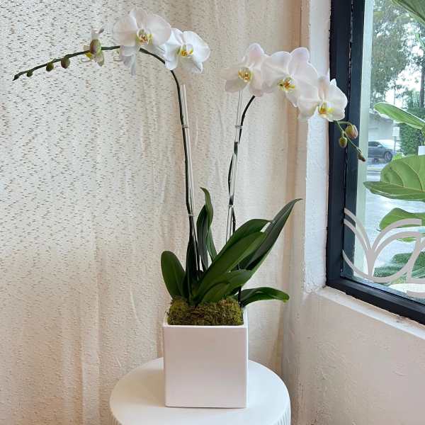 Double White Phalaenopsis