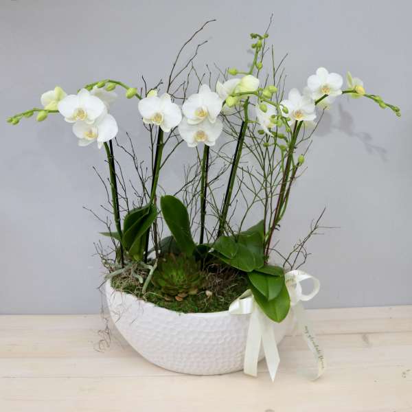 White phalaenopsis orchid plants with a succulent in a white bowl with ribbon