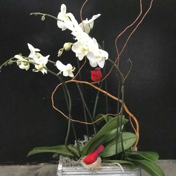 White orchids in a silver rectangular planter with red accents