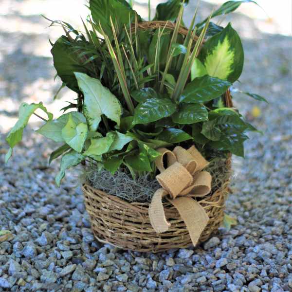 Basket of green houseplants with a burlap bow