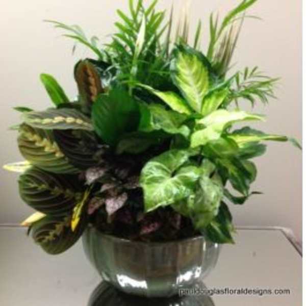 Classic Ceramic Plant Garden