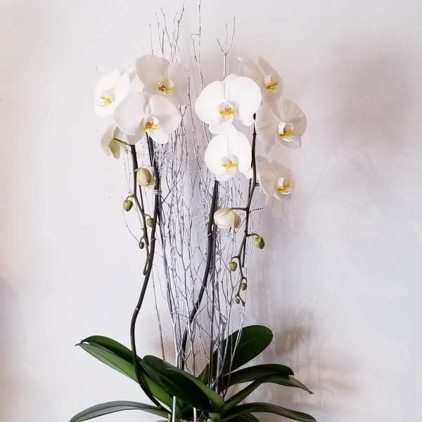 White orchid arrangement in a square silver planter