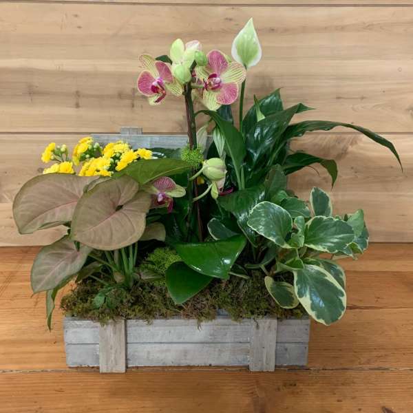 Mixed potted arrangement with orchids, yellow blooms, and assorted foliage in a wooden planter