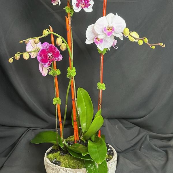 Potted orchids with pink and white blooms in a shallow ceramic bowl