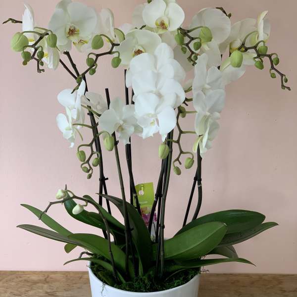 White orchid plant in a white pot