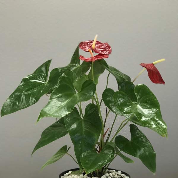 Red Anthurium Plant
