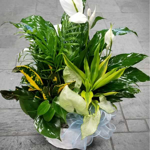 White peace lilies in a white basket with a pale blue ribbon