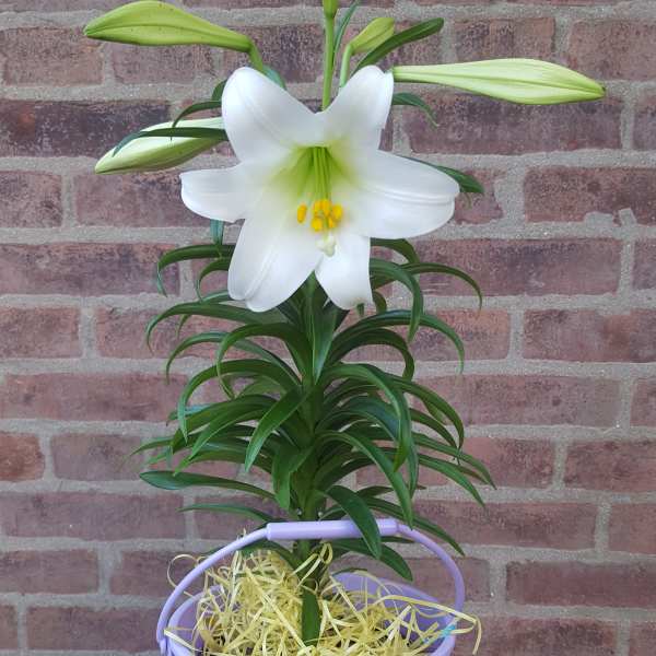 Potted white lily plant in a purple Easter bucket with yellow paper shred.