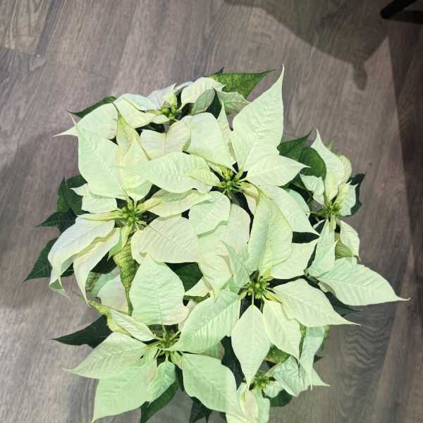 6" White Poinsettia