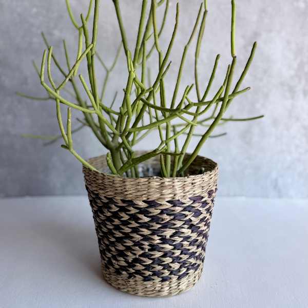 Pencil Sticks Cactus