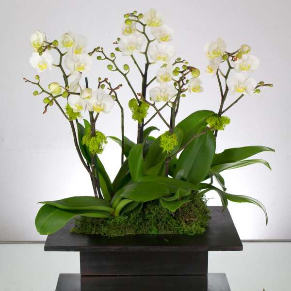White orchids arranged in a dark rectangular planter with moss