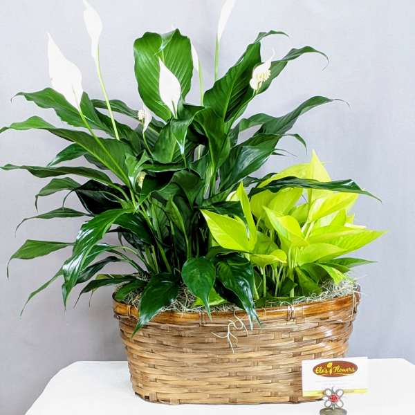 Peace Lily & Pothos - 6" Double Planter