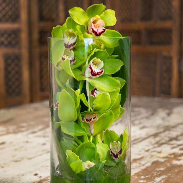 Green orchids arranged in a clear glass cylinder vase