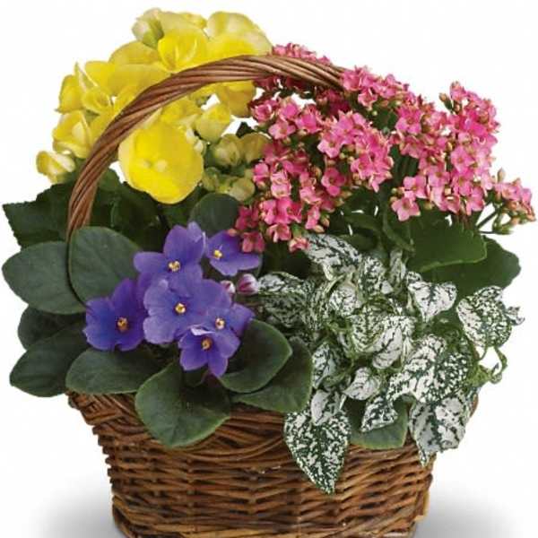 Basket of potted flowering plants in yellow, pink, and purple