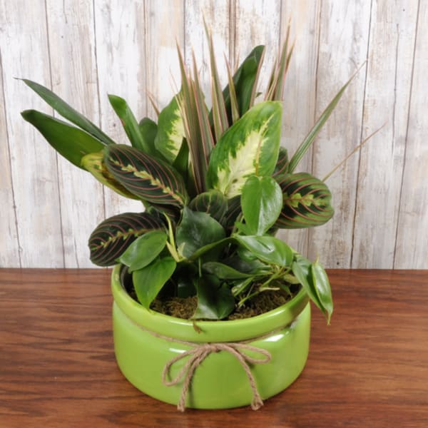 Assorted green houseplants in a low lime green ceramic bowl with a twine bow