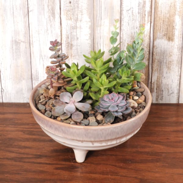 Low bowl planter filled with assorted green and purple succulents over pebbles