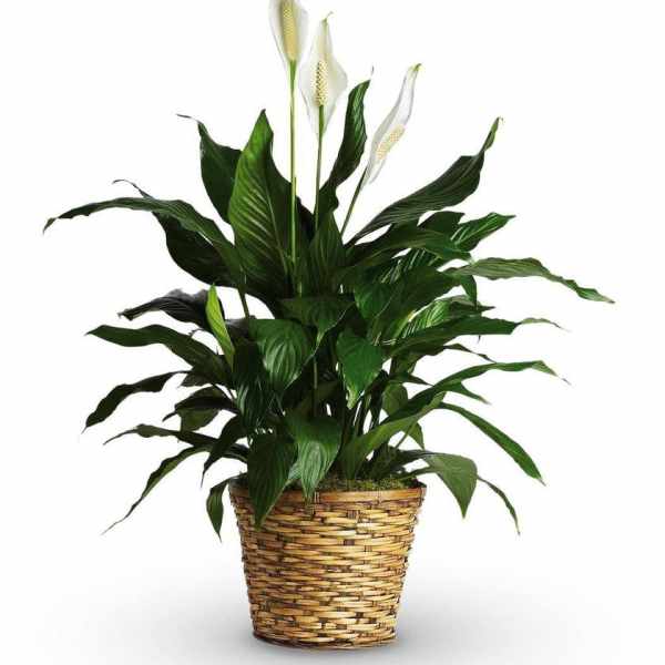White peace lilies in a woven basket planter