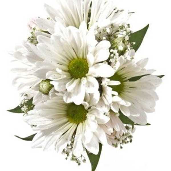 White daisy bouquet with green centers and small filler flowers