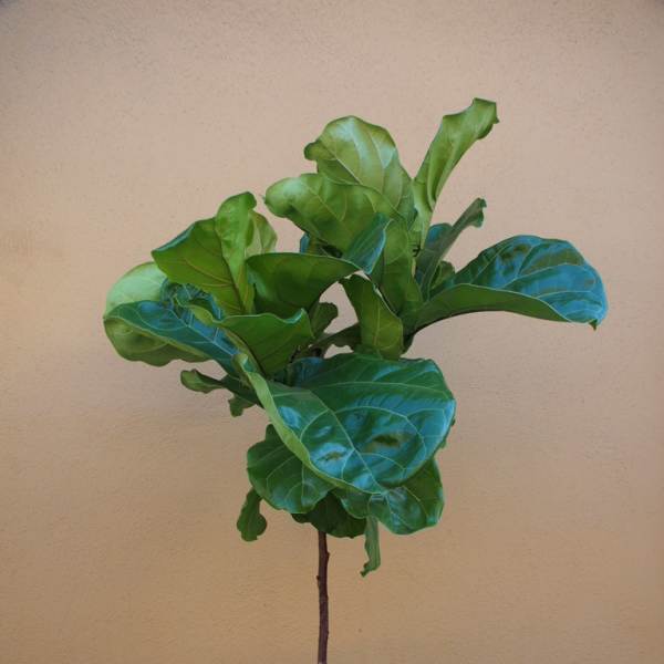 Fiddle Leaf Fig Topiary