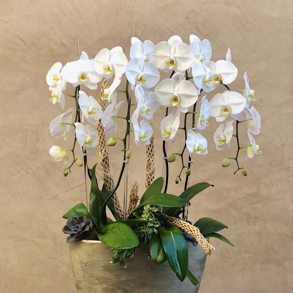 White orchids arranged in a tall planter with succulents