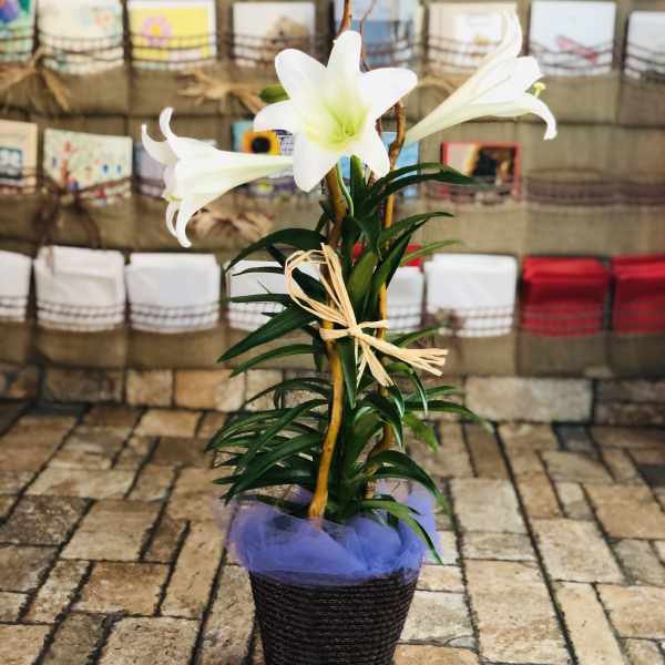 Easter Lily Plant